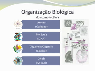 Organização Biológica
do átomo à célula
Átomo
(Carbono)
Molécula
(DNA)
Organelo/Organito
(Núcleo)
Célula
(Animal)
 