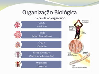Organização Biológica
da célula ao organismo
Célula
(cardíaca)
Tecido
(Muscular cardíaco)
Órgão
(Coração)
Sistema de órgãos
(Sistema cardiovascular)
Organismo
(Homem)
 