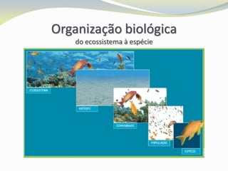 Organização biológica
do ecossistema à espécie
 