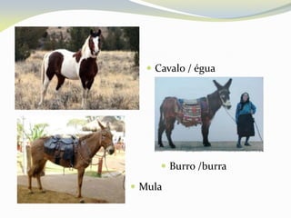  Cavalo / égua
 Burro /burra
 Mula
 