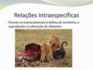 Relações intraespecíficas
 Devem-se essencialmente à defesa do território, à
reprodução e à obtenção de alimento.
 