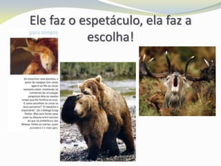 Ele faz o espetáculo, ela faz a
escolha!
 