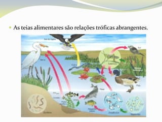  As teias alimentares são relações tróficas abrangentes.
 