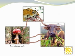 Amanita muscaria
 