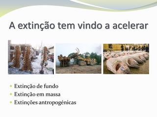 A extinção tem vindo a acelerar
 Extinção de fundo
 Extinção em massa
 Extinções antropogénicas
 