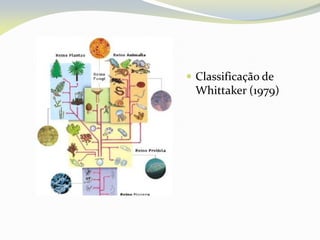  Classificação de
Whittaker (1979)
 