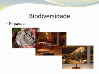 Biodiversidade
 No passado
 