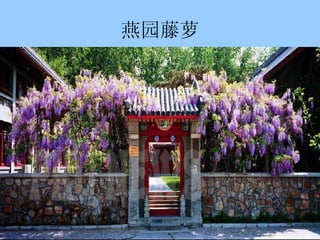 燕园藤萝 