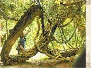 吊　　　死　　　鬼 