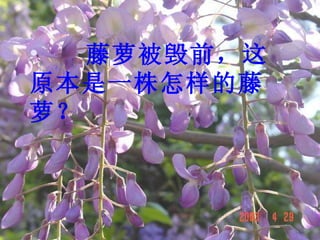 藤萝被毁前，这原本是一株怎样的藤萝？ 