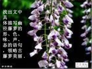 找出文中具 体描写幽径藤萝的形、色、味、声、态的语句，领略古藤萝美丽 . 