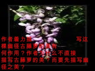 作者着力描  写这棵幽径古藤萝的美有  何作用？作者为什么不直接  描写古藤萝的美？而要先描写幽径之美？   