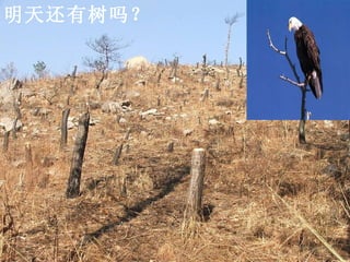 明天还有树吗？ 