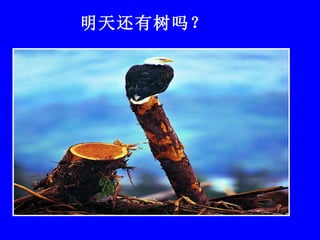 明天还有树吗？ 