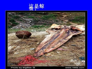 这是鲸鱼？ 