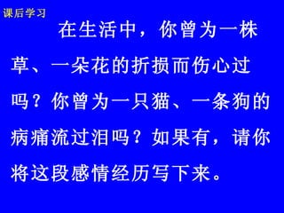 课后学习 在生活中，你曾为一株草、一朵花的折损而伤心过吗？你曾为一只猫、一条狗的病痛流过泪吗？如果有，请你将这段感情经历写下来。  