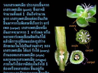 วงเกสรเพศเมีย ประกอบขึ้นจากเกสรเพศเมีย  (pistil)   ซึ่งอาจมีจำนวนตั้งแต่  1  อันถึงจำนวนมาก เกสรเพศเมียแต่ละอันเกิดขึ้นมาจากใบพิเศษที่เรียกว่า คาร์เพล  (carpel)   เกสรเพศเมียหนึ่งอันอาจจะมาจาก  1  คาร์เพล หรือหลายคาร์เพลเชื่อมติดกันก็ได้ แล้วมีการเปลี่ยนแปลงรูปร่างลักษณะในไปเป็นส่วนต่างๆ ของเกสรเพศเมีย ได้แก่ รังไข่  (ovary)   ก้านยอดเกสรเพศเมีย  (style)   และยอดเกสรเพศเมีย  (stigma)   ภายในรังไข่อาจมีช่องในรังไข่  1  ช่องหรือหลายช่อง ขึ้นอยู่กับจำนวนและลักษณะการเชื่อมติดกันของคาร์เพล ในช่องรังไข่จะพบออวุล  (ovule)   ซึ่งจะเปลี่ยนแปลงไปเป็นเมล็ด  (seed)   ส่วนรังไข่จะเปลี่ยนแปลงไปเป็นผล  (fruit)   หลัง การปฏิสนธิ  (fertilization) carpel carpel ovule ovary 