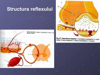 Structura reflexului 
