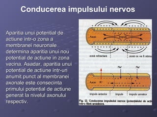 Aparitia unui potential de actiune intr-o zona a membranei neuronale determina aparitia unui nou potential de actiune in zona vecina. Asadar, aparitia unui potential de actiune intr-un anumit punct al membranei axonale este consecinta primului potential de actiune generat la nivelul axonului respectiv. Conducerea impulsului nervos 