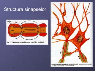 Structura sinapselor 