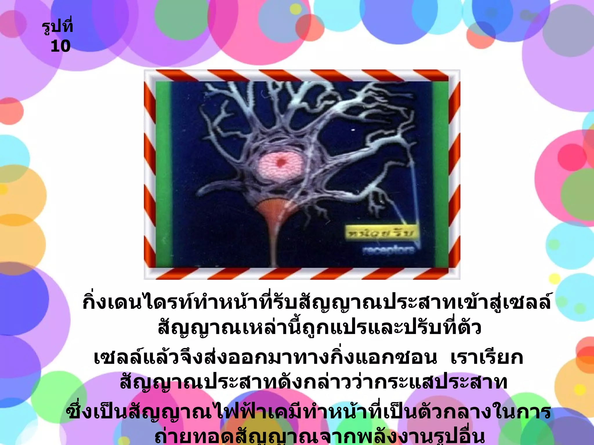 กิ่งเดนไดรท์ทำหน้าที่รับสัญญาณประสาทเข้าสู่เซลล์  สัญญาณเหล่านี้ถูกแปรและปรับที่ตัว เซลล์แล้วจึงส่งออกมาทางกิ่งแอกซอน  เราเรียกสัญญาณประสาทดังกล่าวว่ากระแสประสาท  ซึ่งเป็นสัญญาณไฟฟ้าเคมีทำหน้าที่เป็นตัวกลางในการถ่ายทอดสัญญาณจากพลังงานรูปอื่น ที่มากระตุ้นเซลล์ประสาท รูปที่   10 