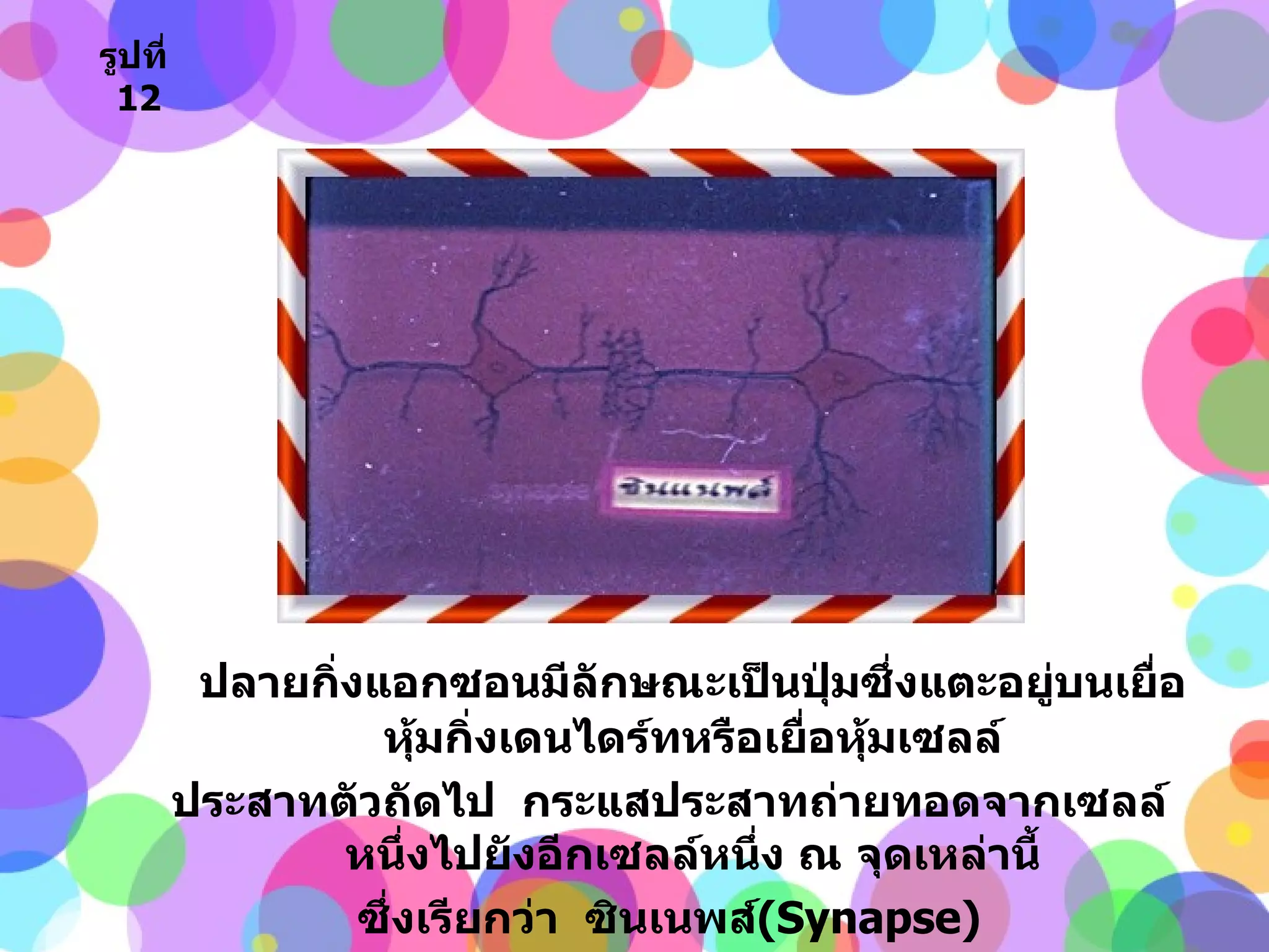 ปลายกิ่งแอกซอนมีลักษณะเป็นปุ่มซึ่งแตะอยู่บนเยื่อหุ้มกิ่งเดนไดร์ทหรือเยื่อหุ้มเซลล์ ประสาทตัวถัดไป  กระแสประสาทถ่ายทอดจากเซลล์หนึ่งไปยังอีกเซลล์หนึ่ง ณ จุดเหล่านี้ ซึ่งเรียกว่า  ซินเนพส์ ( Synapse ) รูปที่   12 