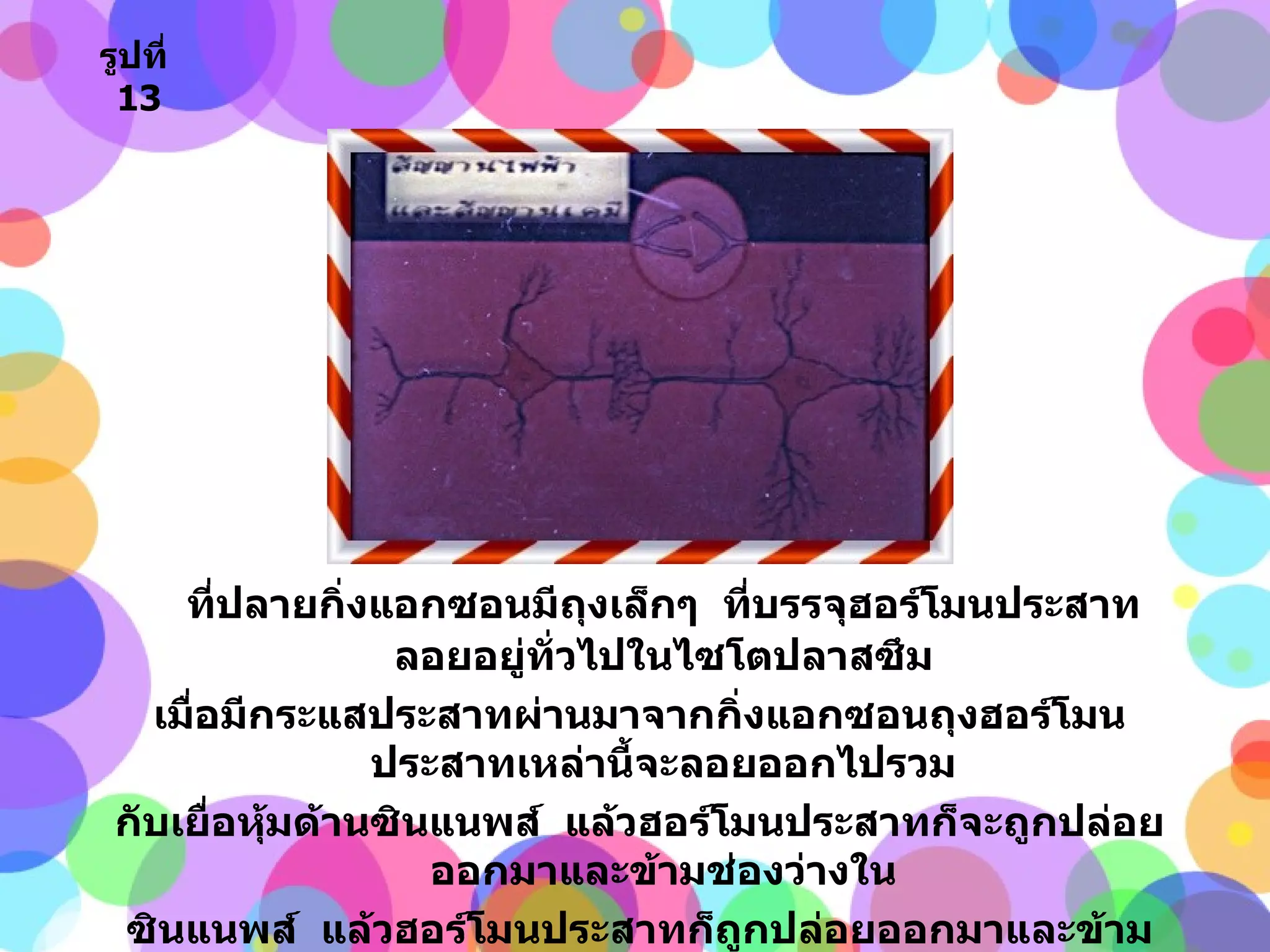 ที่ปลายกิ่งแอกซอนมีถุงเล็กๆ  ที่บรรจุฮอร์โมนประสาทลอยอยู่ทั่วไปในไซโตปลาสซึม เมื่อมีกระแสประสาทผ่านมาจากกิ่งแอกซอนถุงฮอร์โมนประสาทเหล่านี้จะลอยออกไปรวม กับเยื่อหุ้มด้านซินแนพส์  แล้วฮอร์โมนประสาทก็จะถูกปล่อยออกมาและข้ามช่องว่างใน ซินแนพส์  แล้วฮอร์โมนประสาทก็ถูกปล่อยออกมาและข้ามช่องว่างในซินแนพส์ไปกระตุ้น เยื่อหุ้มเดนไดร์ทที่อยู่ตรงกันข้ามสัญญาณประสาทจึงถูกส่งข้ามจากเซลล์หนึ่งไปยังอีก เซลล์หนึ่งได้ รูปที่   13 