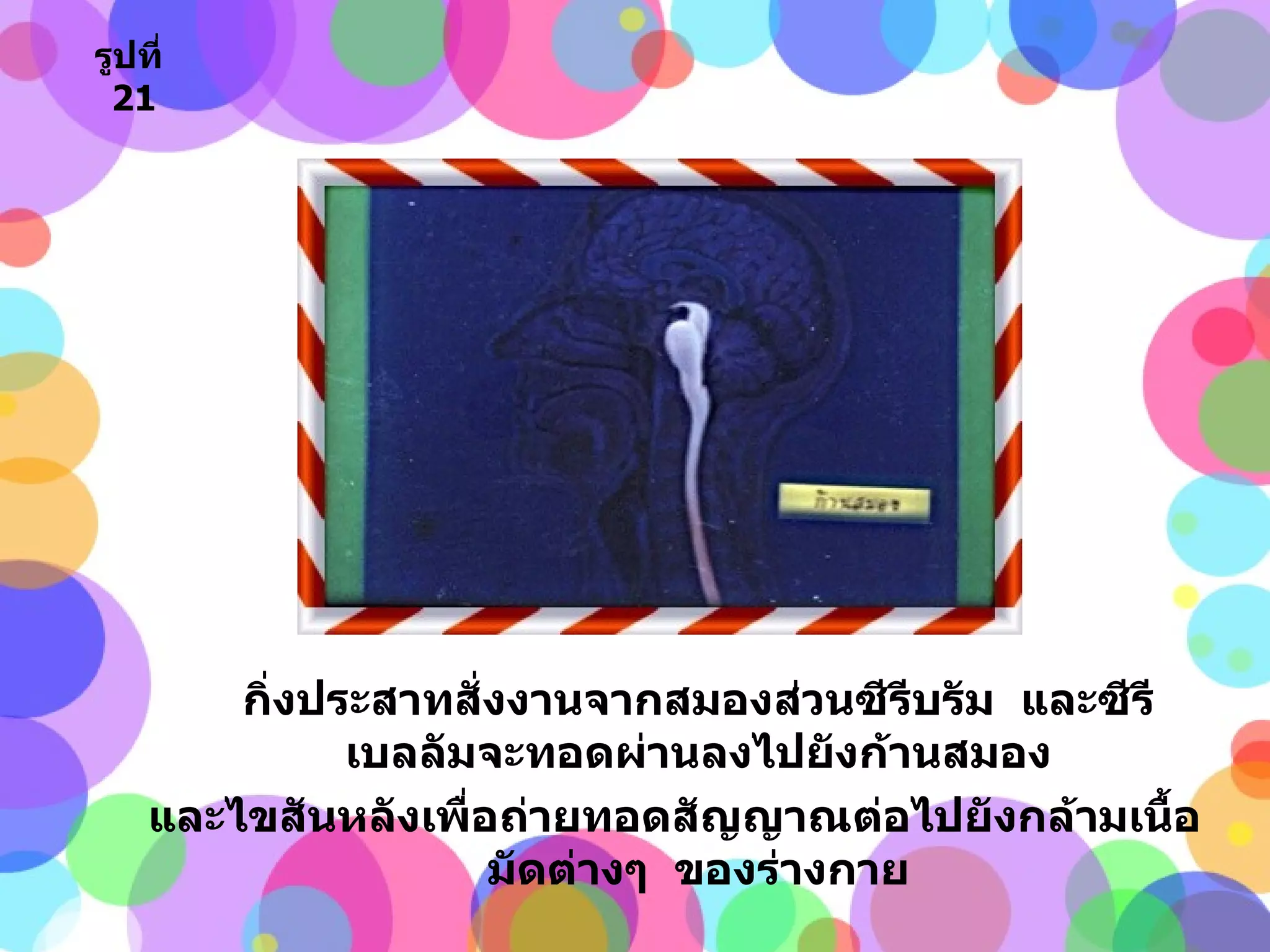 กิ่งประสาทสั่งงานจากสมองส่วนซีรีบรัม  และซีรีเบลลัมจะทอดผ่านลงไปยังก้านสมอง และไขสันหลังเพื่อถ่ายทอดสัญญาณต่อไปยังกล้ามเนื้อมัดต่างๆ  ของร่างกาย รูปที่   21 