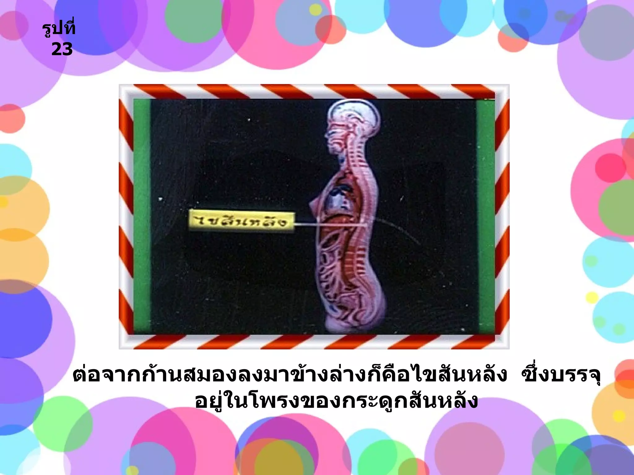 ต่อจากก้านสมองลงมาข้างล่างก็คือไขสันหลัง  ซึ่งบรรจุอยู่ในโพรงของกระดูกสันหลัง รูปที่   23 