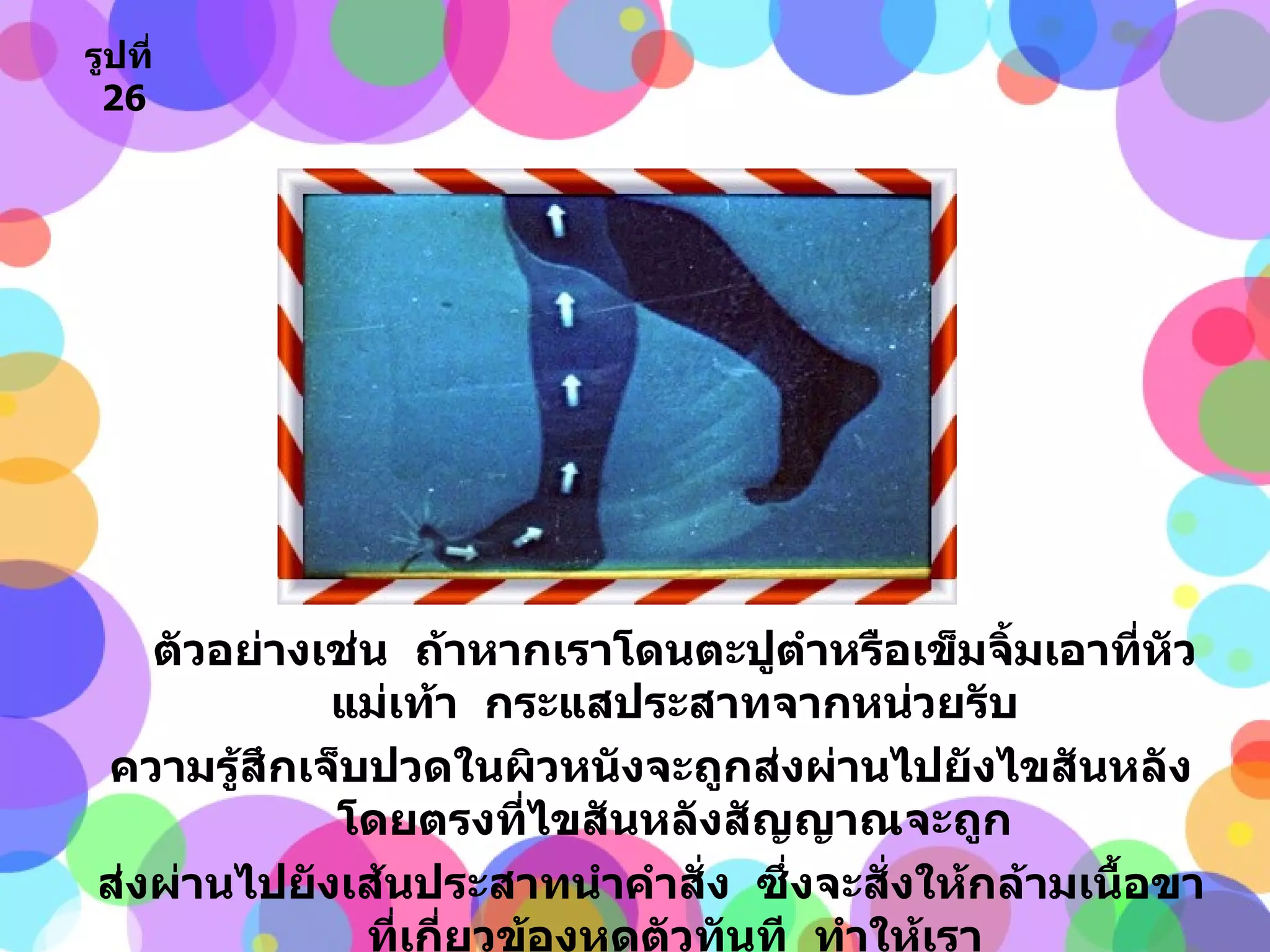 ตัวอย่างเช่น  ถ้าหากเราโดนตะปูตำหรือเข็มจิ้มเอาที่หัวแม่เท้า  กระแสประสาทจากหน่วยรับ ความรู้สึกเจ็บปวดในผิวหนังจะถูกส่งผ่านไปยังไขสันหลังโดยตรงที่ไขสันหลังสัญญาณจะถูก ส่งผ่านไปยังเส้นประสาทนำคำสั่ง  ซึ่งจะสั่งให้กล้ามเนื้อขาที่เกี่ยวข้องหดตัวทันที  ทำให้เรา กระตุกขาจากตะปูหรือเข็มทันทีโดยไม่ต้องรอคำสั่งจากสมอง รูปที่   26 