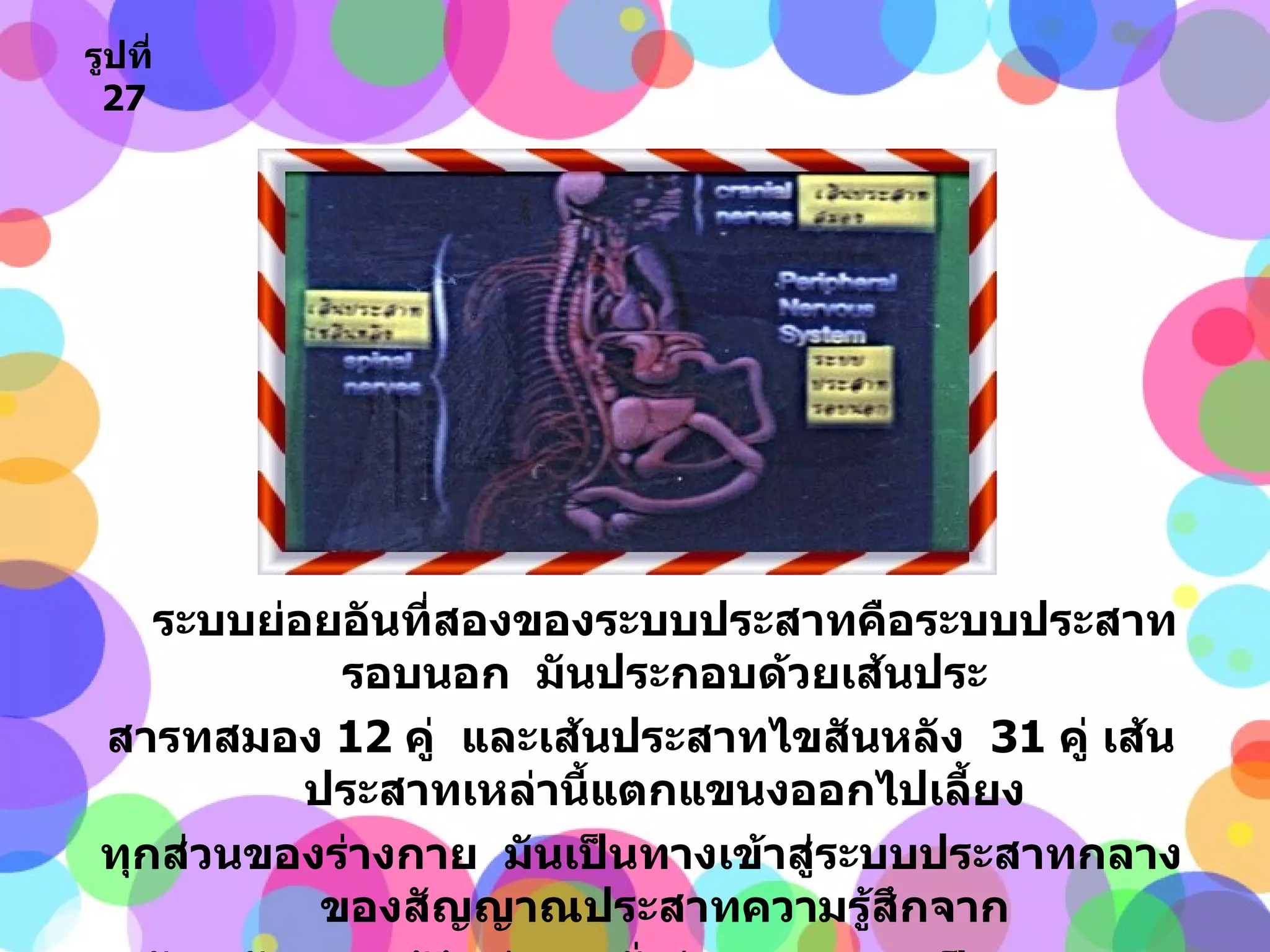 ระบบย่อยอันที่สองของระบบประสาทคือระบบประสาทรอบนอก  มันประกอบด้วยเส้นประ สารทสมอง  12  คู่  และเส้นประสาทไขสันหลัง  31   คู่ เส้นประสาทเหล่านี้แตกแขนงออกไปเลี้ยง ทุกส่วนของร่างกาย  มันเป็นทางเข้าสู่ระบบประสาทกลางของสัญญาณประสาทความรู้สึกจาก อวัยวะรับความรู้สึกต่างๆ  ทั่วร่างกาย  และเป็นทางออกของสัญญาณคำสั่งจากสมองส่วนกลาง ที่ไปสั่งงานส่วนต่างๆ  ของร่างกาย รูปที่   27 