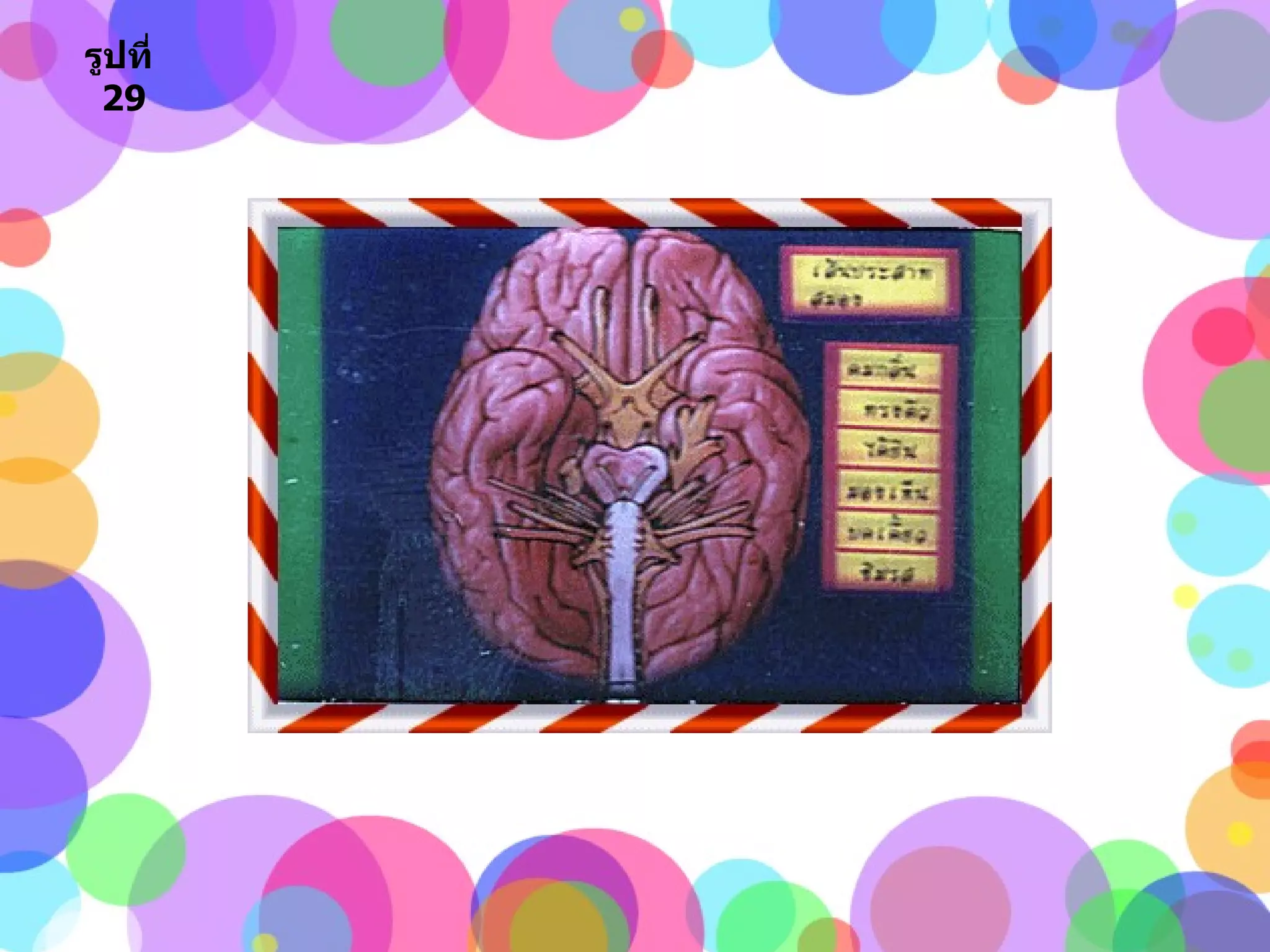 รูปที่   29 