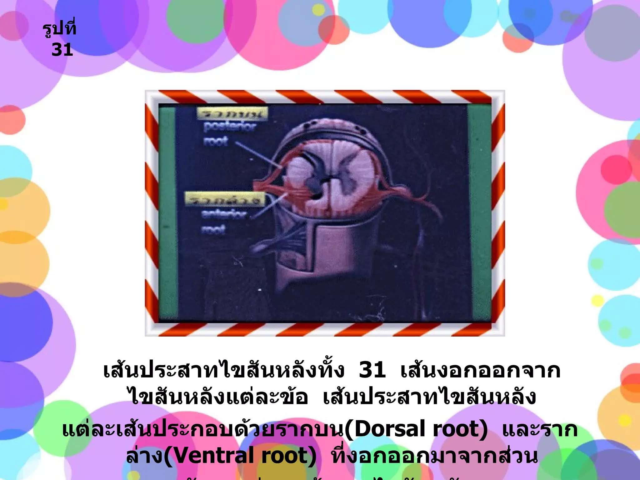 เส้นประสาทไขสันหลังทั้ง  31   เส้นงอกออกจากไขสันหลังแต่ละข้อ  เส้นประสาทไขสันหลัง แต่ละเส้นประกอบด้วยรากบน ( Dorsal root )  และรากล่าง ( Ventral root )  ที่งอกออกมาจากส่วน หลังและส่วนหน้าของไขสันหลัง รูปที่   31 
