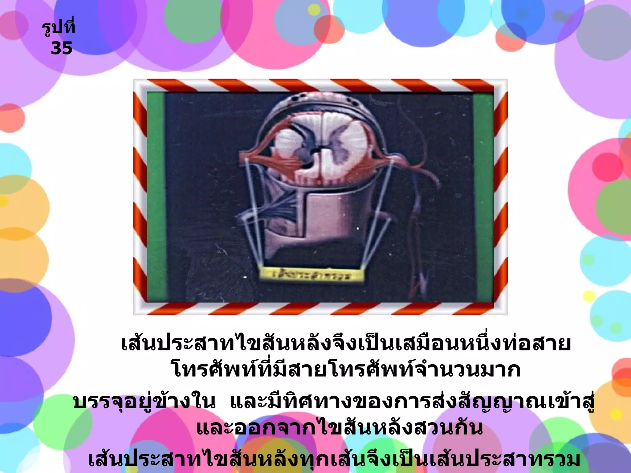 เส้นประสาทไขสันหลังจึงเป็นเสมือนหนึ่งท่อสายโทรศัพท์ที่มีสายโทรศัพท์จำนวนมาก บรรจุอยู่ข้างใน  และมีทิศทางของการส่งสัญญาณเข้าสู่และออกจากไขสันหลังสวนกัน  เส้นประสาทไขสันหลังทุกเส้นจึงเป็นเส้นประสาทรวม รูปที่   35 