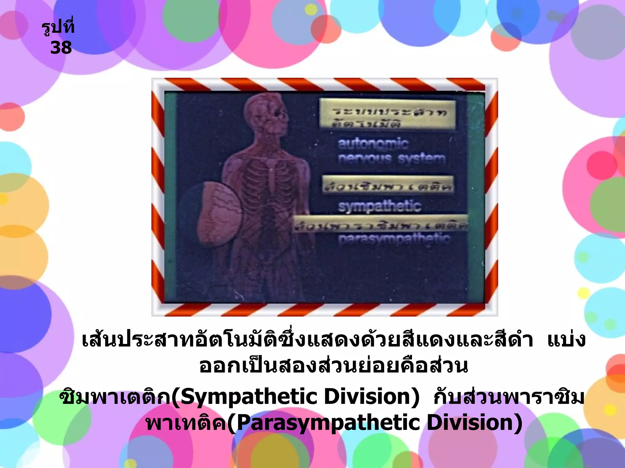 เส้นประสาทอัตโนมัติซึ่งแสดงด้วยสีแดงและสีดำ  แบ่งออกเป็นสองส่วนย่อยคือส่วน ซิมพาเตติก ( Sympathetic Division )  กับส่วนพาราซิมพาเทติค ( Parasympathetic Division ) รูปที่   38 