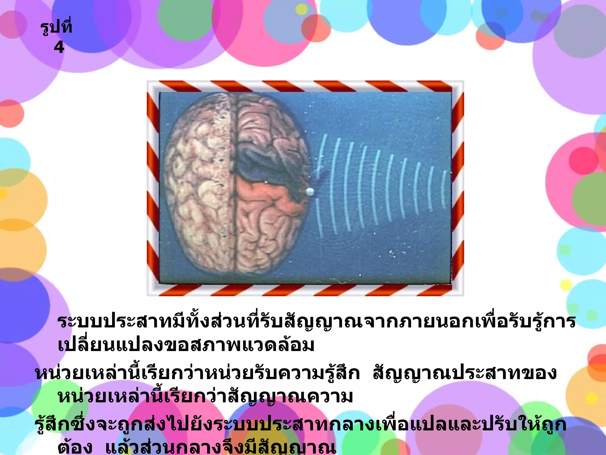 ระบบประสาทมีทั้งส่วนที่รับสัญญาณจากภายนอกเพื่อรับรู้การเปลี่ยนแปลงขอสภาพแวดล้อม หน่วยเหล่านี้เรียกว่าหน่วยรับความรู้สึก  สัญญาณประสาทของหน่วยเหล่านี้เรียกว่าสัญญาณความ รู้สึกซึ่งจะถูกส่งไปยังระบบประสาทกลางเพื่อแปลและปรับให้ถูกต้อง  แล้วส่วนกลางจึงมีสัญญาณ สั่งงานออกมาให้ส่วนต่างๆ  หรืออวัยวะต่างๆของร่างกายทำงานหรือมีพฤติกรรมตอบสนองในทาง ที่เหมาะสมได้ รูปที่   4 