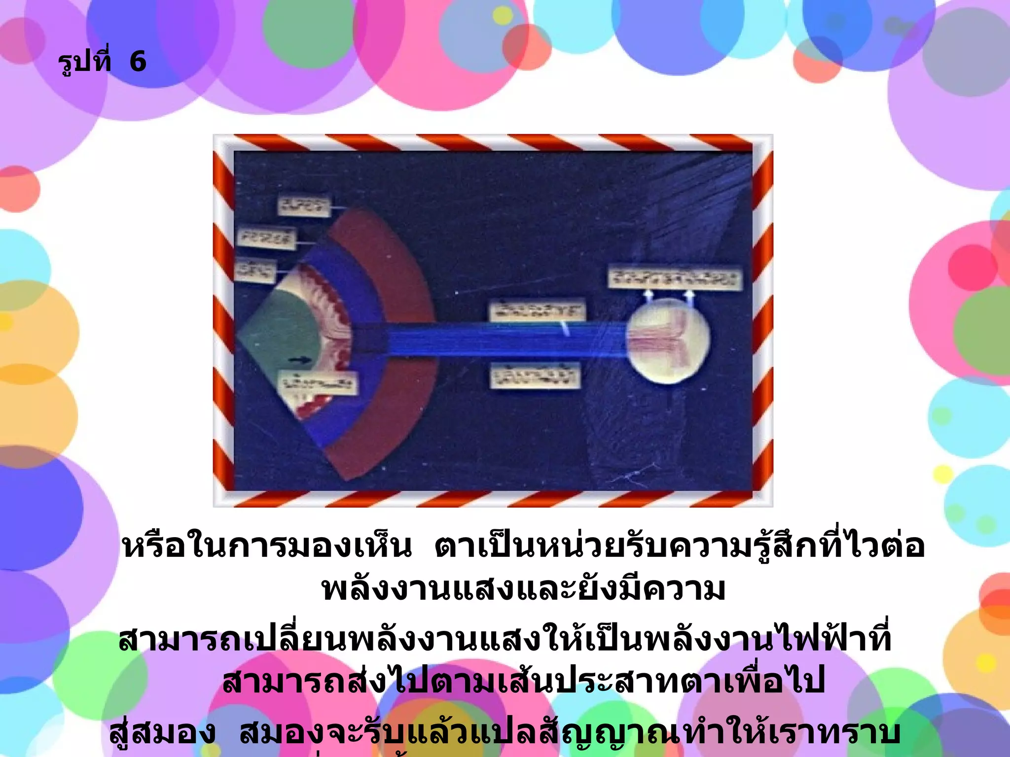 หรือในการมองเห็น  ตาเป็นหน่วยรับความรู้สึกที่ไวต่อพลังงานแสงและยังมีความ สามารถเปลี่ยนพลังงานแสงให้เป็นพลังงานไฟฟ้าที่สามารถส่งไปตามเส้นประสาทตาเพื่อไป สู่สมอง  สมองจะรับแล้วแปลสัญญาณทำให้เราทราบว่าที่เห็นนั้นเป็นภาพของอะไร  และ ร่างกายควรมีพฤติกรรมตอบสนองอย่างไร รูปที่   6 