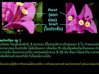 bract   ( ใบประดับ )   floret   ( ดอกย่อย )   เฟื่องฟ้า  ( Bougainvillea  sp.) เฟื่องฟ้าออกดอกเป็นช่อ ในหนึ่งช่อมักมี  3  ดอกย่อย มีใบประดับรองรับช่อดอก  3  ใบ ก้านดอกย่อยของแต่ละดอก เชื่อมติดบริเวณตรงกลางของใบประดับ ไม่มีกลีบดอก กลีบเลี้ยง  5  กลีบเชื่อมติดกันเป็นหลอด ส่วนปลายผายออก คล้ายเป็นแฉกของวงกลีบ มีแถบกลางกลีบ เกสรเพศผู้จำนวน  5-10  อัน สั้นยาวไม่เท่ากัน เกสรเพศเมีย  1  อัน ก้าน ยอดเกสรเพศเมียติดที่ด้านข้างของรังไข่ รังไข่เหนือวงกลีบ ลิขสิทธิ์ของหน่วยปฏิบัติการวิจัยพรรณไม้ประเทศไทย ภาควิชาพฤกษศาสตร์ คณะวิทยาศาสตร์ จุฬาลงกรณ์มหาวิทยาลัย 