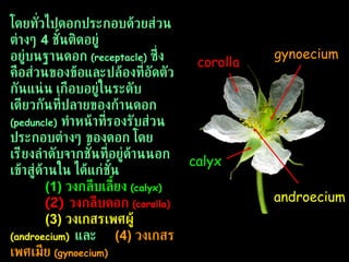 โดยทั่วไปดอกประกอบด้วยส่วนต่างๆ  4  ชั้นติดอยู่  อยู่บนฐานดอก  (receptacle)   ซึ่งคือส่วนของข้อและปล้องที่อัดตัวกันแน่น เกือบอยู่ในระดับเดียวกันที่ปลายของก้านดอก  (peduncle)  ทำหน้าที่ รองรับส่วนประกอบต่างๆ ของดอก โดยเรียงลำดับจากชั้นที่อยู่ด้านนอกเข้าสู่ด้านใน ได้แก่ชั้น  (1)  วงกลีบเลี้ยง  (calyx)  (2)  วงกลีบดอก   (corolla)   (3)   วงเกสรเพศผู้  (androecium)   และ  (4)   วงเกสรเพศเมีย   (gynoecium)   calyx corolla androecium gynoecium 