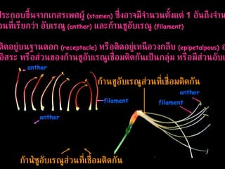 วงเกสรเพศผู้ ประกอบขึ้นจากเกสรเพศผู้  (stamen)   ซึ่งอาจมีจำนวนตั้งแต่  1  อันถึงจำนวนมาก ประกอบด้วยส่วนที่เรียกว่า อับเรณู  (anther)   และก้านชูอับเรณู  (filament)  เกสร เพศผู้อาจติดอยู่บนฐานดอก  (receptacle)   หรือติดอยู่เหนือวงกลีบ  (epipetalpous)  อาจ แยกกันอยู่เป็นอิสระ หรือส่วนของก้านชูอับเรณูเชื่อมติดกันเป็นกลุ่ม หรือมีส่วนอับเรณูเชื่อมติดกัน anther   filament   anther   filament   anther   ก้านชูอับเรณูส่วนที่เชื่อมติดกัน ก้านชูอับเรณูส่วนที่เชื่อมติดกัน 