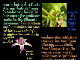 นอกจากชั้นต่างๆ ทั้ง  4  ชั้นแล้ว ยังอาจพบ “ใบประดับ”  (bract)   ในดอกได้อีกด้วย โดยทั่วๆ ไป ใบประดับจะอยู่ในระดับที่ต่ำกว่าวงกลีบเลี้ยง คืออยู่ที่โคนหรือปลายก้านดอก   ในกรณีที่เป็นช่อดอก ใบประดับที่รองรับช่อดอกจะใช้คำว่า  bract   แต่ถ้าเป็นใบประดับที่รองรับดอกย่อยในช่อจะเรียกว่า ใบประดับย่อย  (bracteole)   ดอกไม้บางชนิดอาจมีชั้นพิเศษเกิดขึ้นมา เรียก ชั้นกะบังรอบ หรือมงกุฎ  (corona)   เป็นชั้นพิเศษที่มักอยู่ระหว่างวงกลีบดอก และวงเกสรเพศผู้ ชั้นกะบังรอบอาจเจริญหรือพัฒนามาจากส่วนของเกสรเพศ หรือวงกลีบดอกก็ได้  bracteole   ( ใบประดับย่อย )   bract   ( ใบประดับ )   corolla  ( วงกลีบดอก )   corona  ( กะบังรอบ )   