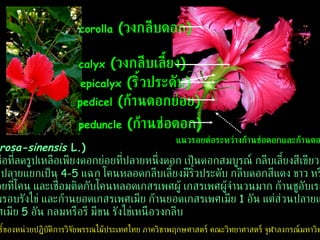 epicalyx   ( ริ้วประดับ ) calyx   ( วงกลีบเลี้ยง ) corolla   ( วงกลีบดอก ) ชบา  ( Hibiscus rosa-sinensis  L.) ดอกชบาเป็นดอกช่อที่ลดรูปเหลือเพียงดอกย่อยที่ปลายหนึ่งดอก เป็นดอกสมบูรณ์ กลีบเลี้ยงสีเขียว  5  กลีบ เชื่อมติด กันคล้ายรูปหลอด ปลายแยกเป็น  4-5  แฉก โคนหลอดกลีบเลี้ยงมีริ้วประดับ กลีบดอกสีแดง ขาว หรือชมพู  5  กลีบ  เชื่อมติดกันเล็กน้อยที่โคน และเชื่อมติดกับโคนหลอดเกสรเพศผู้ เกสรเพศผู้จำนวนมาก ก้านชูอับเรณูเชื่อมติดกันเป็น หลอด และหุ้มล้อมรอบรังไข่ และก้านยอดเกสรเพศเมีย ก้านยอดเกสรเพศเมีย  1  อัน แต่ส่วนปลายแยกเป็นแฉก  5  แฉก ยอดเกสรเพศเมีย  5  อัน กลมหรือรี มีขน   รังไข่เหนือวงกลีบ   ลิขสิทธิ์ของหน่วยปฏิบัติการวิจัยพรรณไม้ประเทศไทย ภาควิชาพฤกษศาสตร์ คณะวิทยาศาสตร์ จุฬาลงกรณ์มหาวิทยาลัย peduncle   ( ก้านช่อดอก ) pedicel   ( ก้านดอกย่อย ) แนวรอยต่อระหว่างก้านช่อดอกและก้านดอกย่อย 