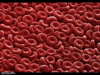 Эритроциты 