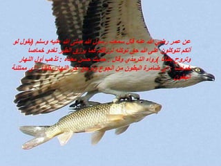 ‫وسلم‬ ‫عليه‬ ‫هللا‬ ‫صلى‬ ‫هللا‬ ‫رسول‬ ‫سمعت‬ ‫قال‬ ‫عنه‬ ‫هللا‬ ‫رضي‬ ‫عمر‬ ‫عن‬(‫يق‬‫لو‬ ‫ول‬
‫خماص‬ ‫تغدو‬ ‫الطير‬ ‫يرزق‬ ‫كما‬ ‫لرزقكم‬ ‫توكله‬ ‫حق‬ ‫هللا‬ ‫على‬ ‫تتوكلون‬ ‫أنكم‬‫ا‬
‫بطانا‬ ‫وتروح‬)‫وقال‬ ‫الترمذي‬ ‫رواه‬:‫معناه‬ ‫حسن‬ ‫حديث‬:‫النهار‬ ‫أول‬ ‫تذهب‬
‫خماصا‬:‫بطانا‬ ‫النهار‬ ‫آخر‬ ‫وترجع‬ ‫الجوع‬ ‫من‬ ‫البطون‬ ‫ضامرة‬ ‫أي‬:‫ممتلئ‬ ‫أي‬‫ة‬
‫البطون‬
 