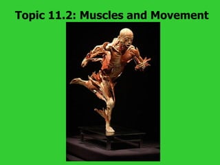 Topic 11.2: Muscles and Movement 