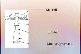 Малгай




Шилбэ


Мицелл/утаслаг /
 
