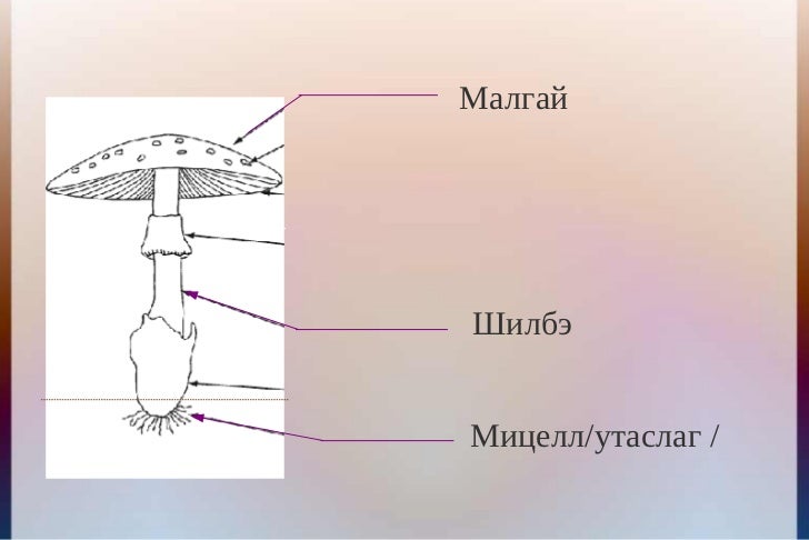 биологи 1