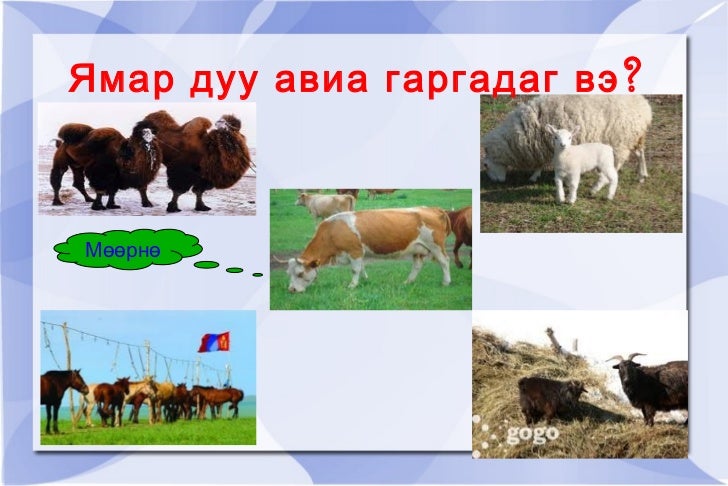 хүн орчин1
