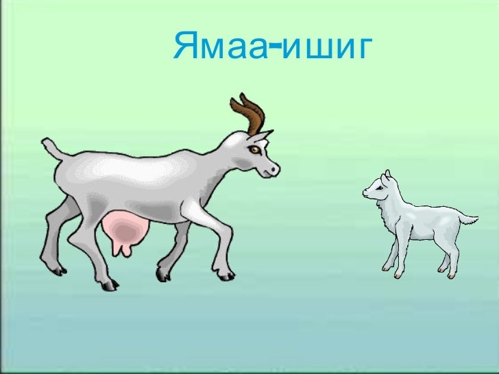 магван цахим 1