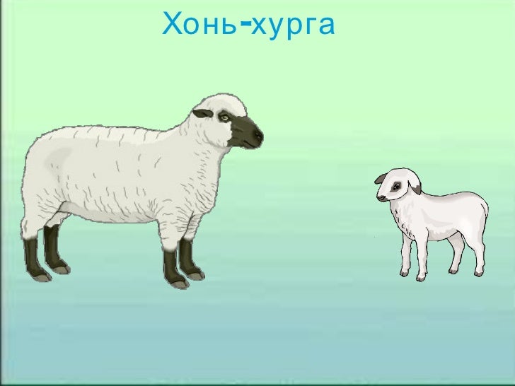 магван цахим 1